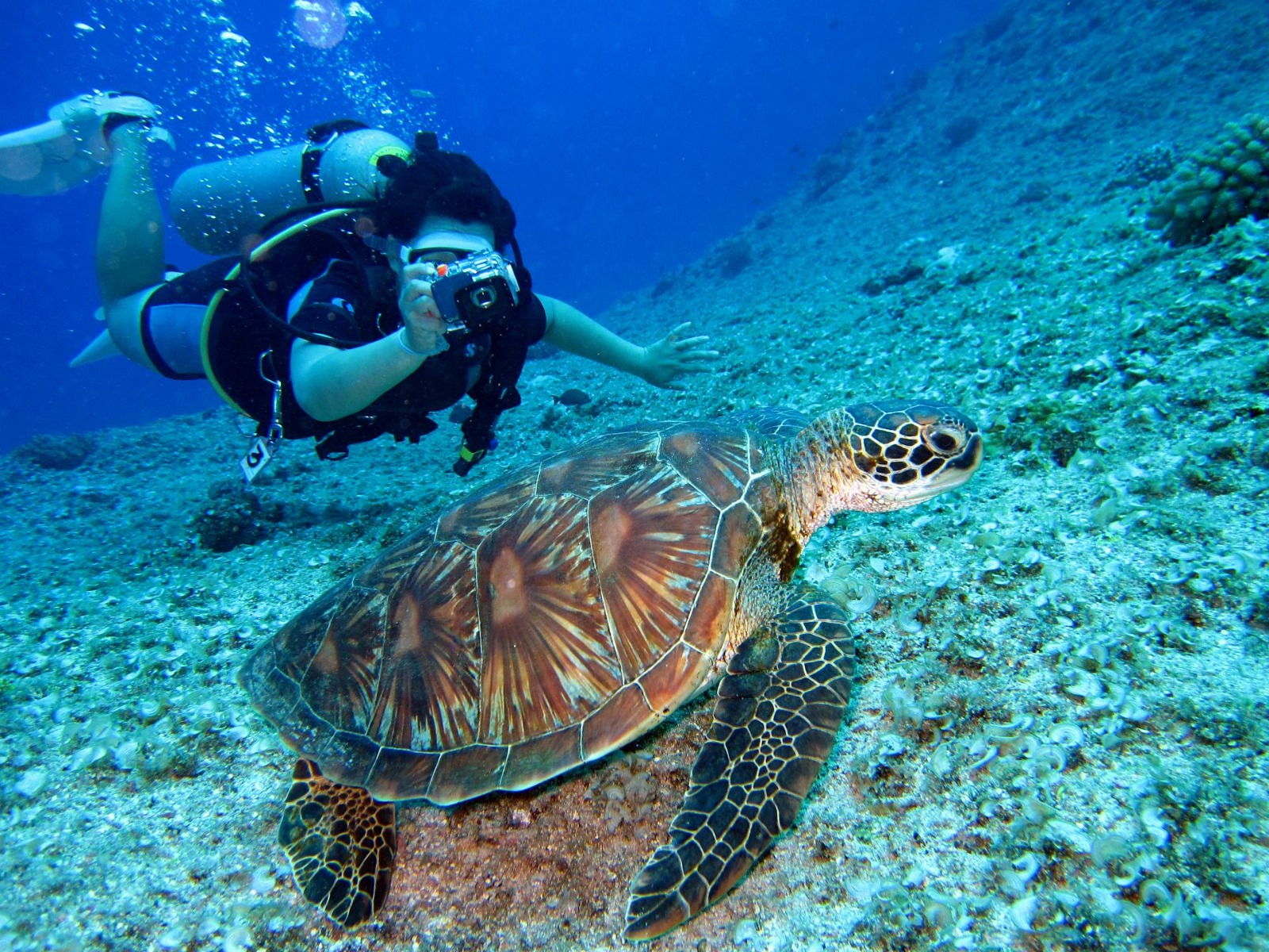 Oman Scuba Diving